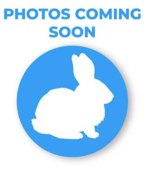 Rescue Guinea Pig Guinea Pigs for Adoption in Encinitas, California - Hoot & Nanny (Bonded Pair) | PetCurious